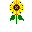 Sunflowerplant.png